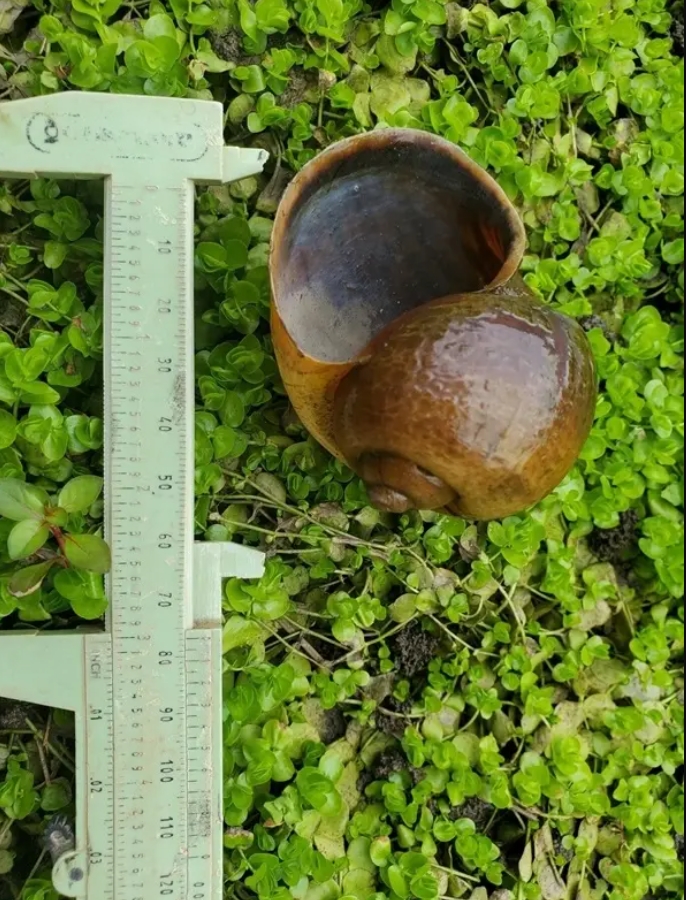 У США виявили смертоносних яблучних равликів: вони дуже небезпечні для людини